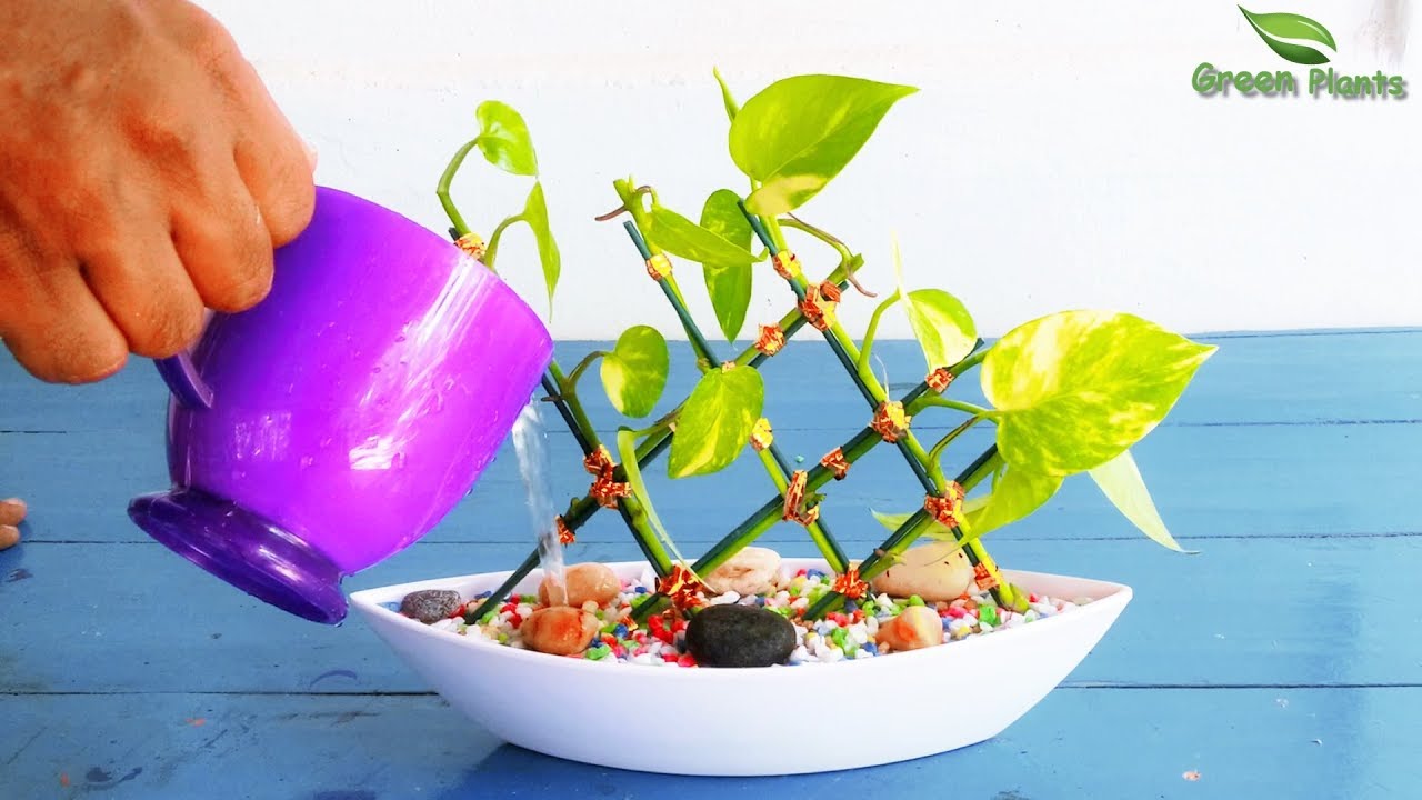 Money plant in Lucky bamboo Style-Money plant Growing Idea//GREEN PLANTS