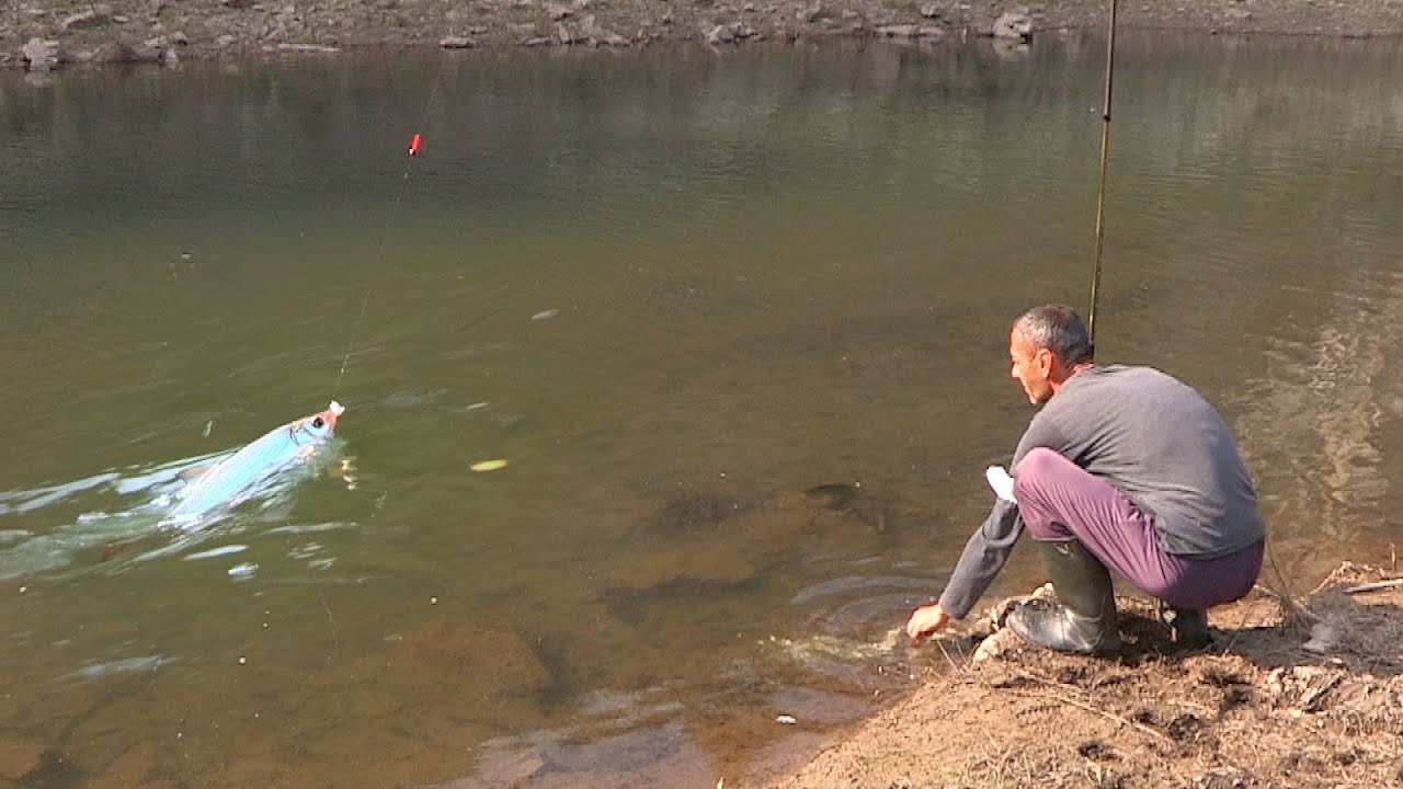 Pecanje na plovak - skobalj na reci Vapi kod Uvačkog jezera | Fishing on float