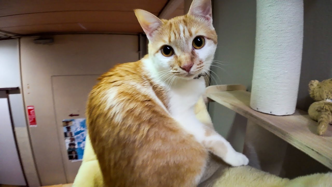 【今週の感動猫動画 2026/2/2w】今週撮った未公開猫動画まとめて公開-unreleased video of this week