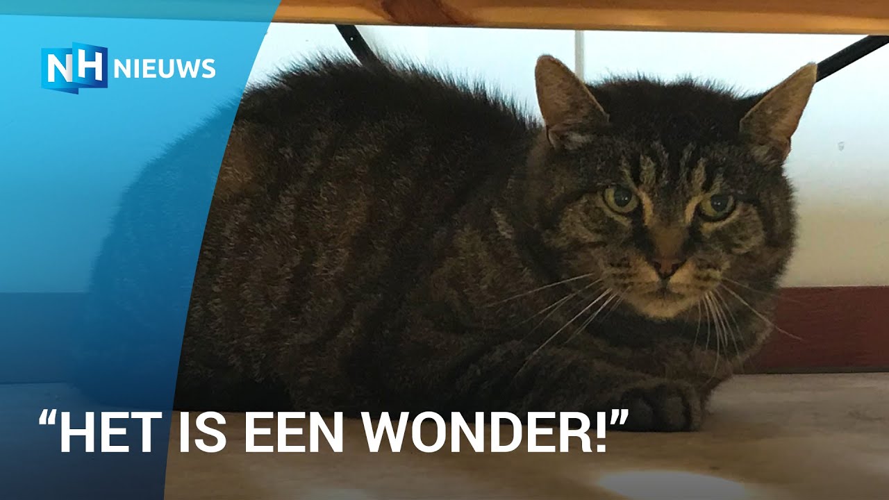 Kat Merlijn na 13 jaar zwerven weer terug bij baasje