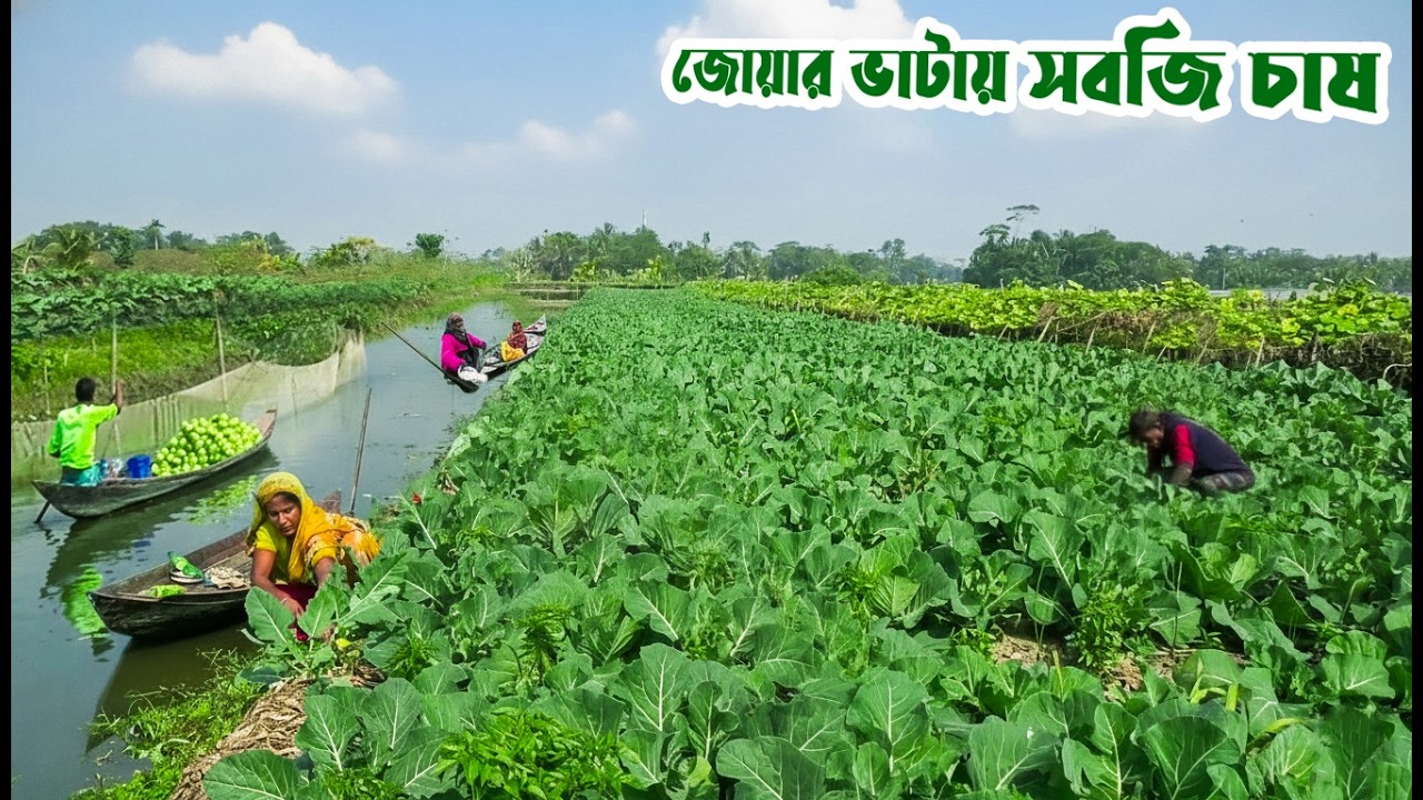 মনোহরপুরের ধাপভিত্তিক জোয়ার ভাটায় সবজি চাষ || Panorama Documentary