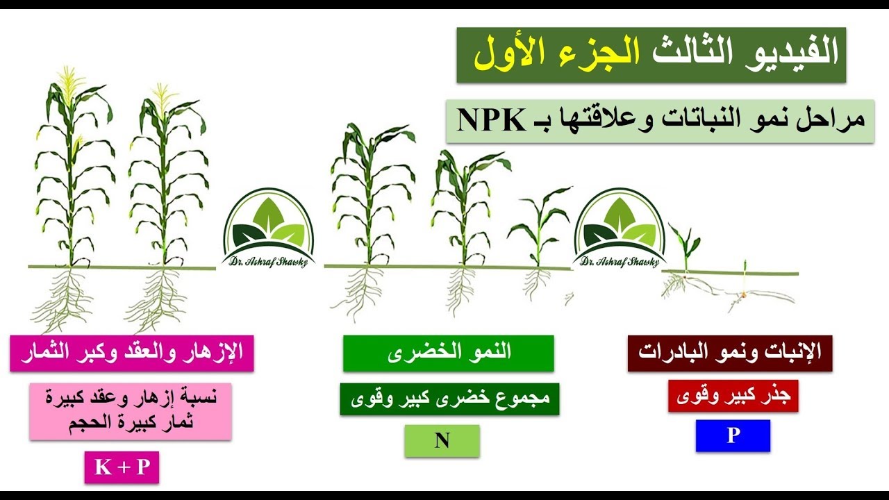 (106) مراحل نمو النبات وعلاقتها بـ  NPK