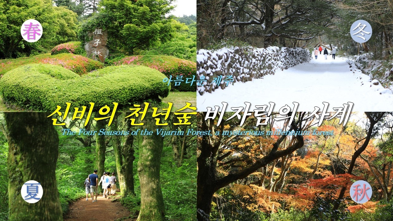 아름다운 제주 –신비의 천년숲 비자림의 사계/The Four Seasons of the Vijarim Forest, a mysterious millennium forest-