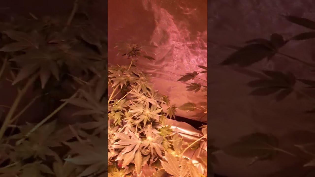 Cannabis flowering week5 #AmazonUrbanGrow #lst  #cannabis #marijuana  #shorts