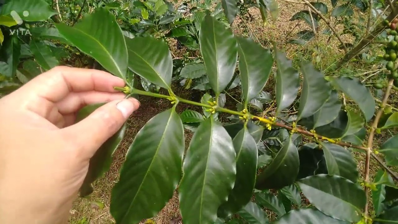 #INSertuscaficultura #podasvarietales  PODA PARA AUMENTAR RAMAS SECUNDARIAS 🍒