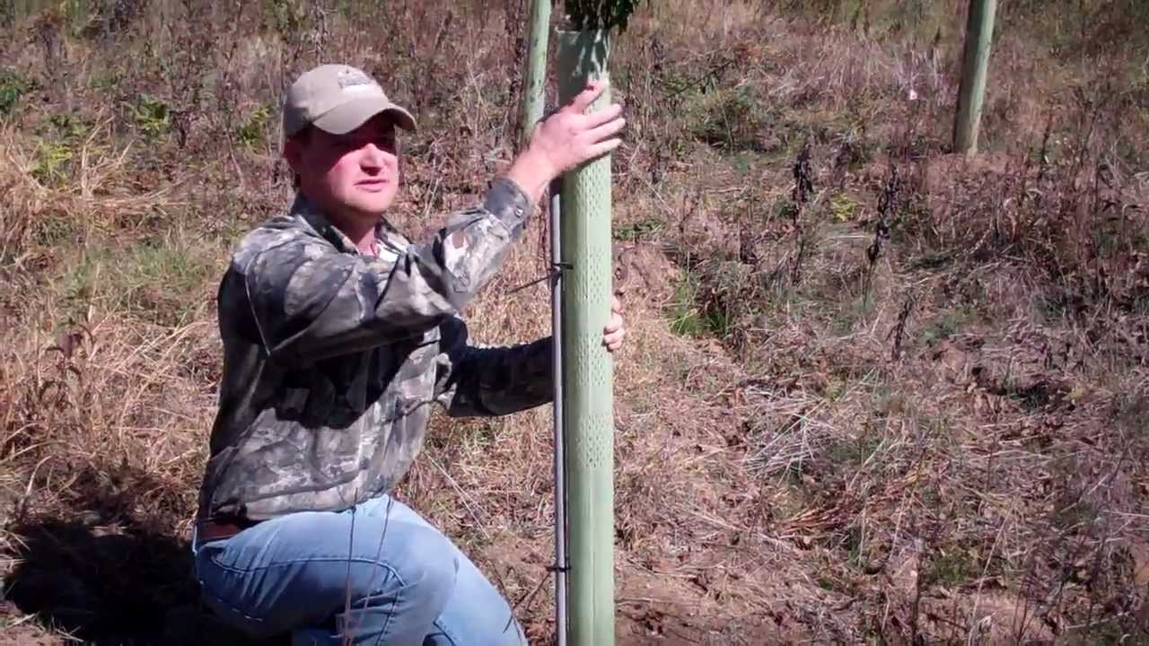 Protecting Rapid Mast Seedlings: Mossy Oak Nativ Nurseries