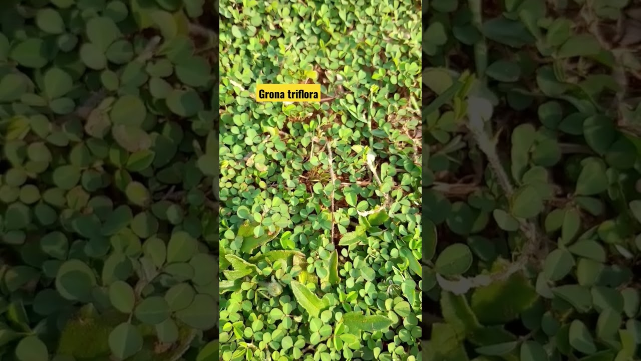 Desmodium triflora,Grona triflora,Fabaceae, #medicinalplant, #powerofplants