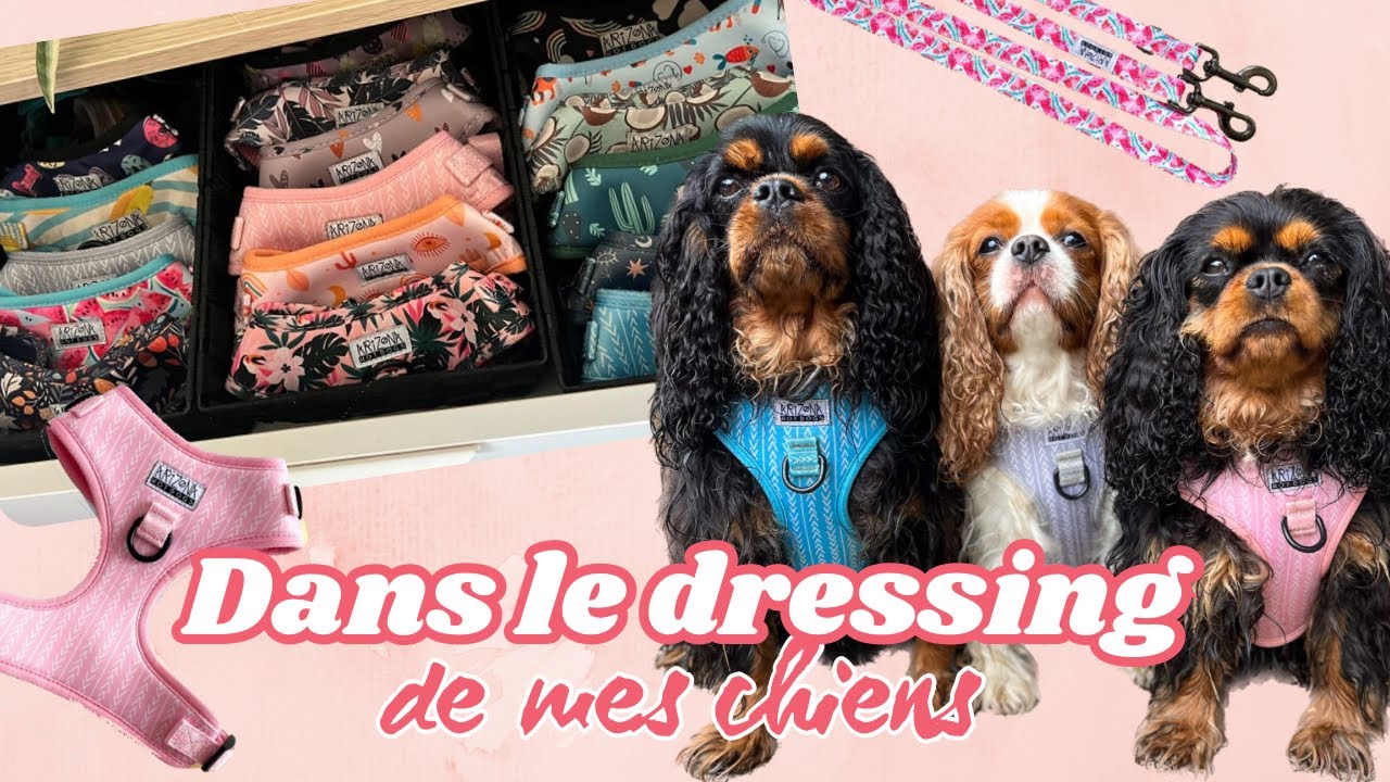 Dans le dressing de mes chiens 🐶 || CAVS FAMILY