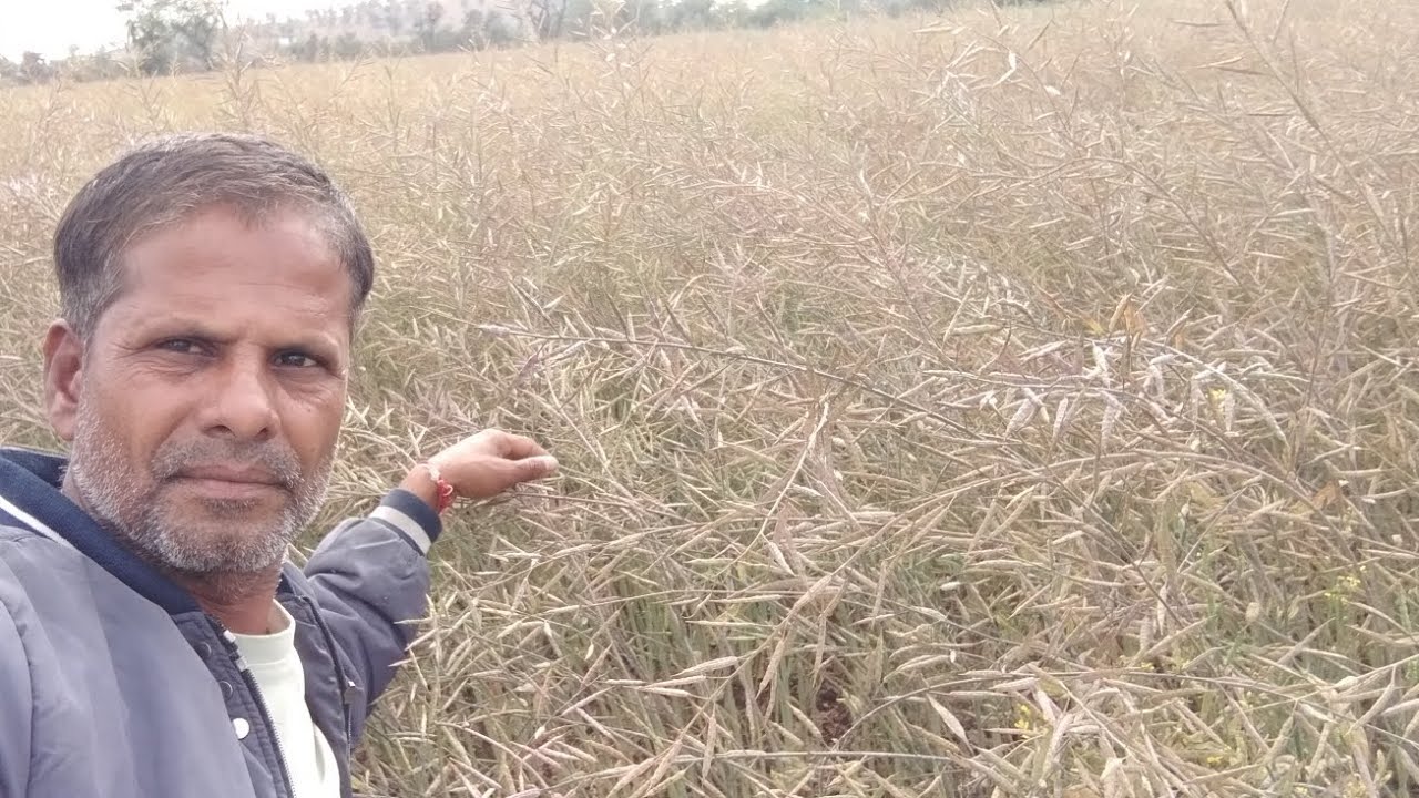 सरसो की कटाई हार्वेस्टिंग कब करे!!सरसो की कटाई हार्वेस्टिंग मे क्या क्या सावधानीया रखे!!