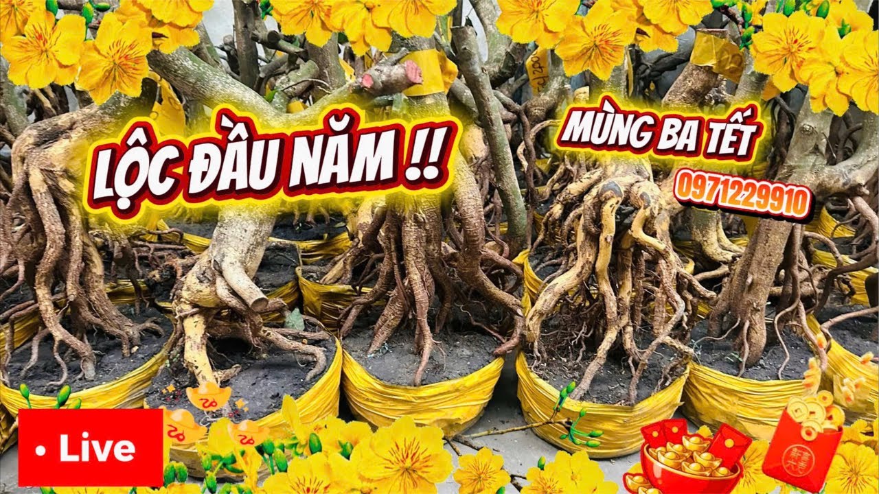 LIVE 🌼19h 19/02 GL phôi mai vàng và tứ quý úp chậu giá vừa chơi khai Lộc đầu năm 📞0971229910 Liêm
