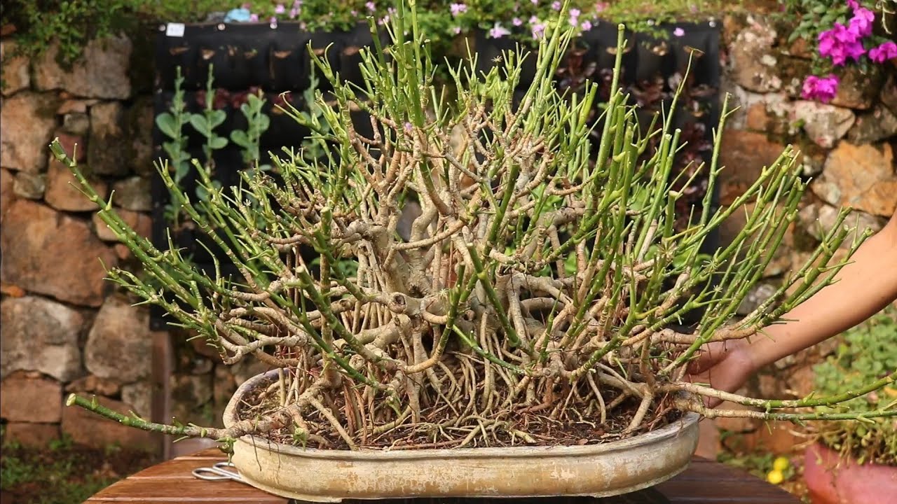 Defoliación  en schefflera estilo banyan