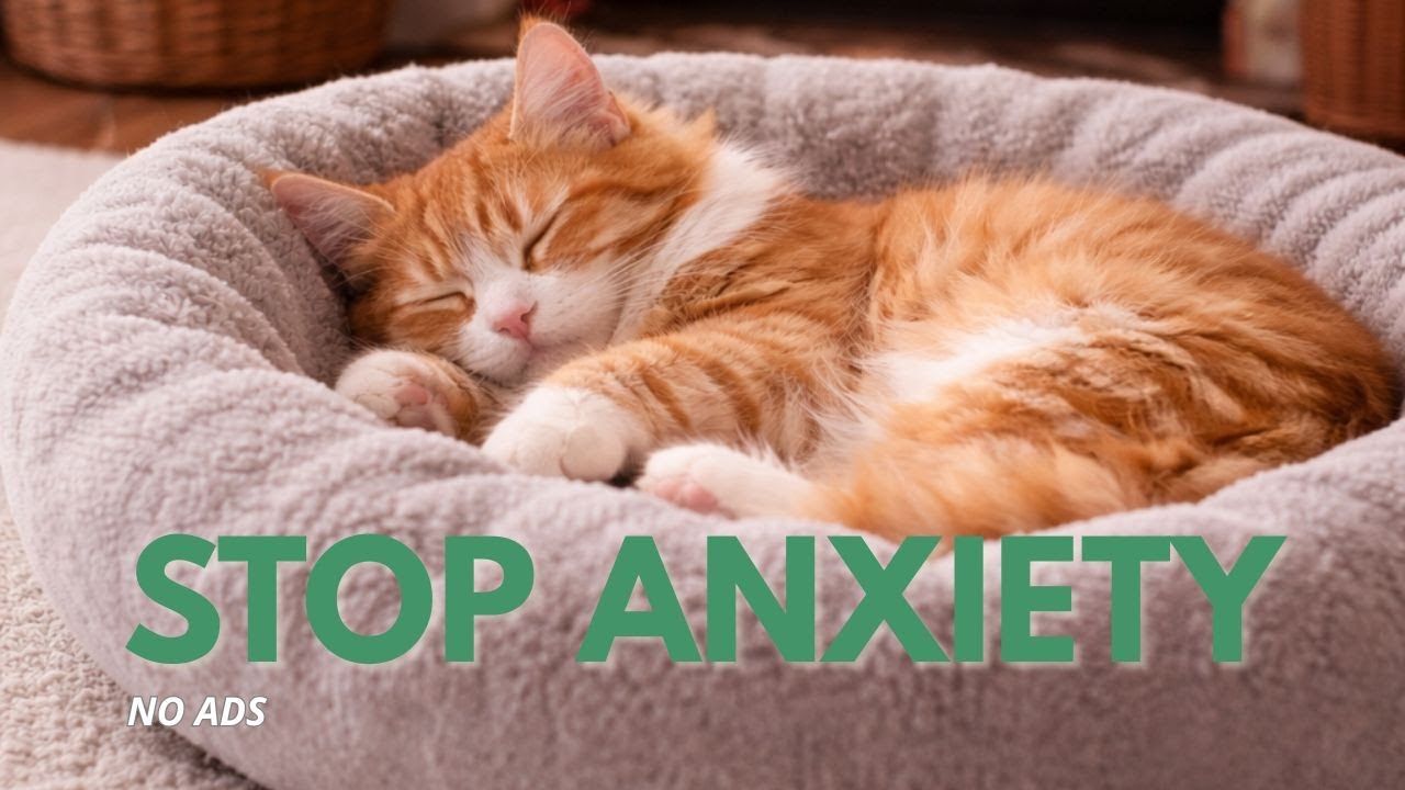 Deep Sleep Music for Anxious Felines | Relax | Stop Stress