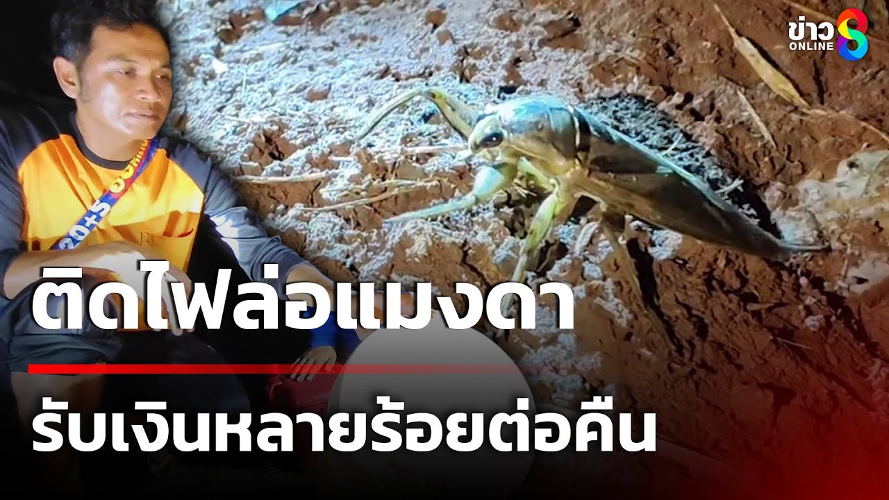 ชาวบ้านนั่งรอจับเงินในอากาศ ติดไฟล่อแมงดา  | 12 ก.ย. 68 | คุยข่าวเช้าช่อง8