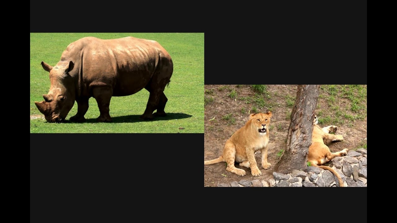 My first Game Drive ...somewhere in South Africa @jess_heelcann @traileryoung 