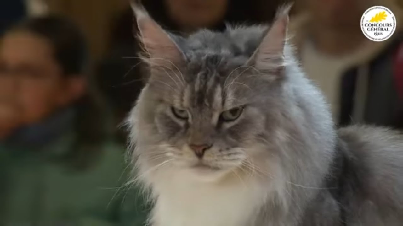 Selection : Meilleur Femelle Maine Coon de France 2025 (Salon D’agriculture) #mainecoon 
