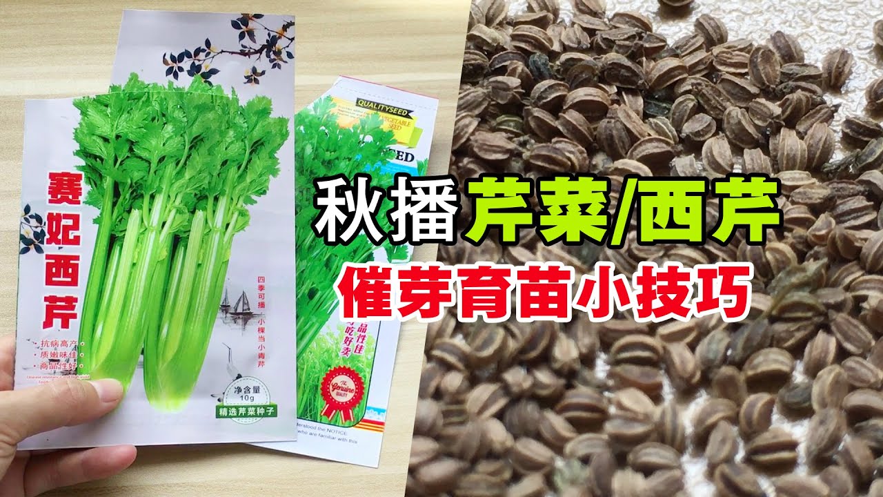 芹菜种子难出苗？只需一个小技巧处理，种子发芽快，出苗齐|Grow Celery
