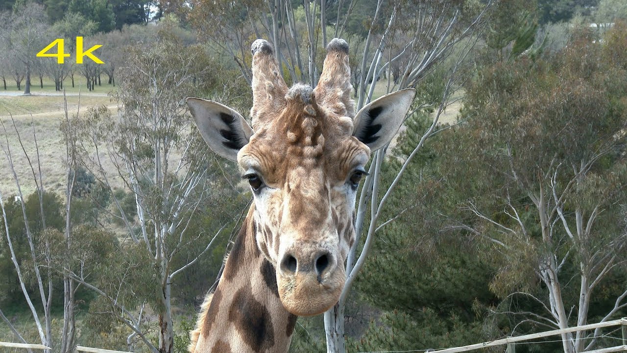 National Zoo & Aquarium Canberra