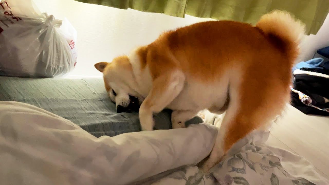 Shibe sneaks into a forbidden room and boldly enjoys Grandma's pillow.