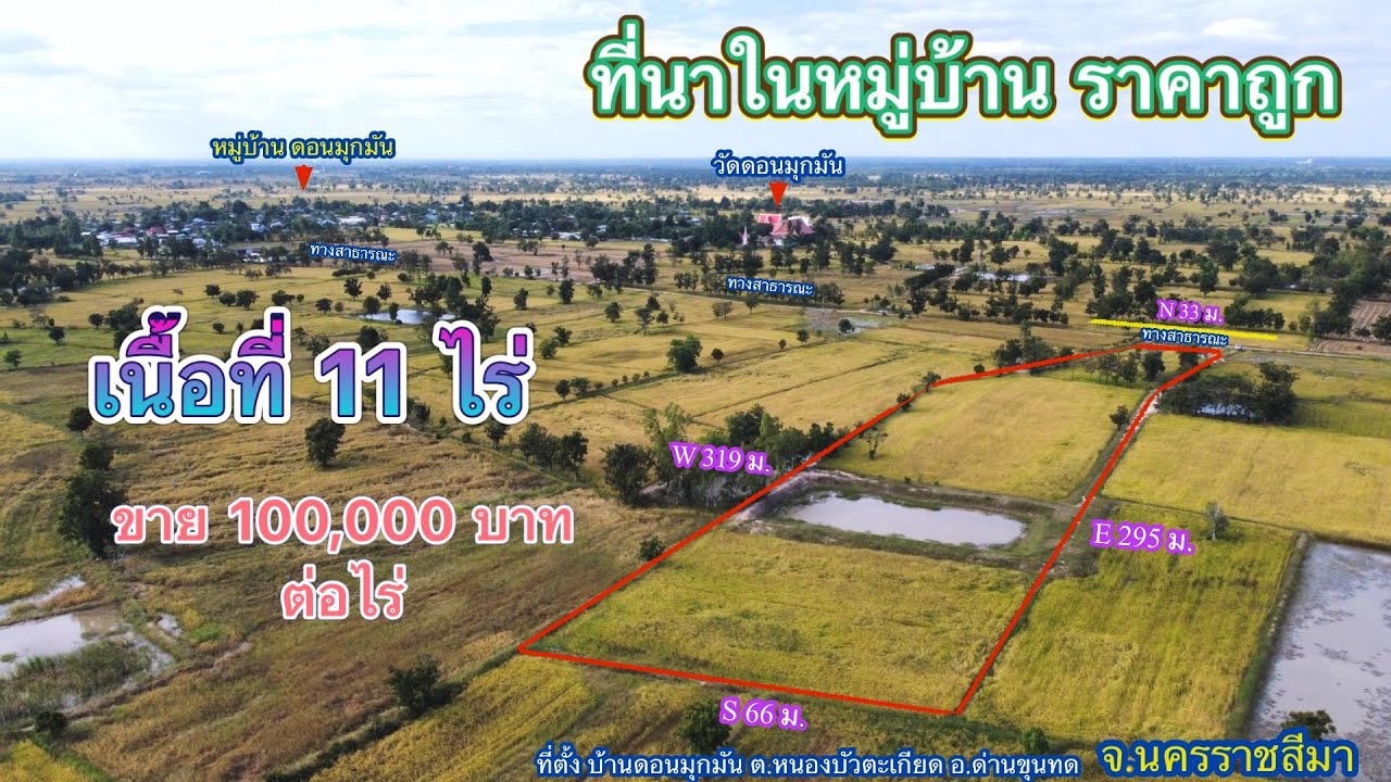ที่ดิน โคราช no.559 ขายที่นา ในหมู่บ้านราคาถูกแค่ 100,000 เดียว โฉนดครุฑแดง เนื้อที่ 11 ไร่
