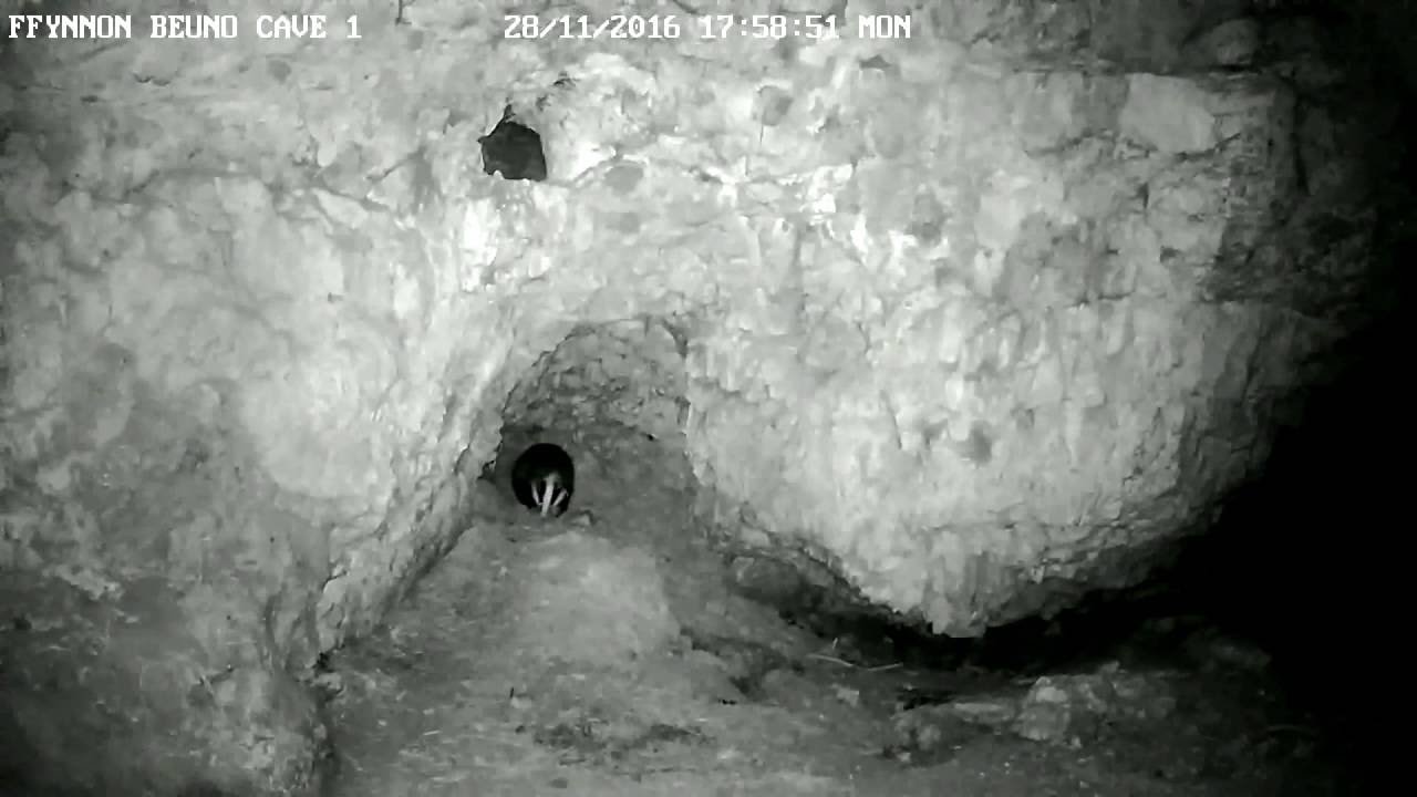 Badgers in The Cave