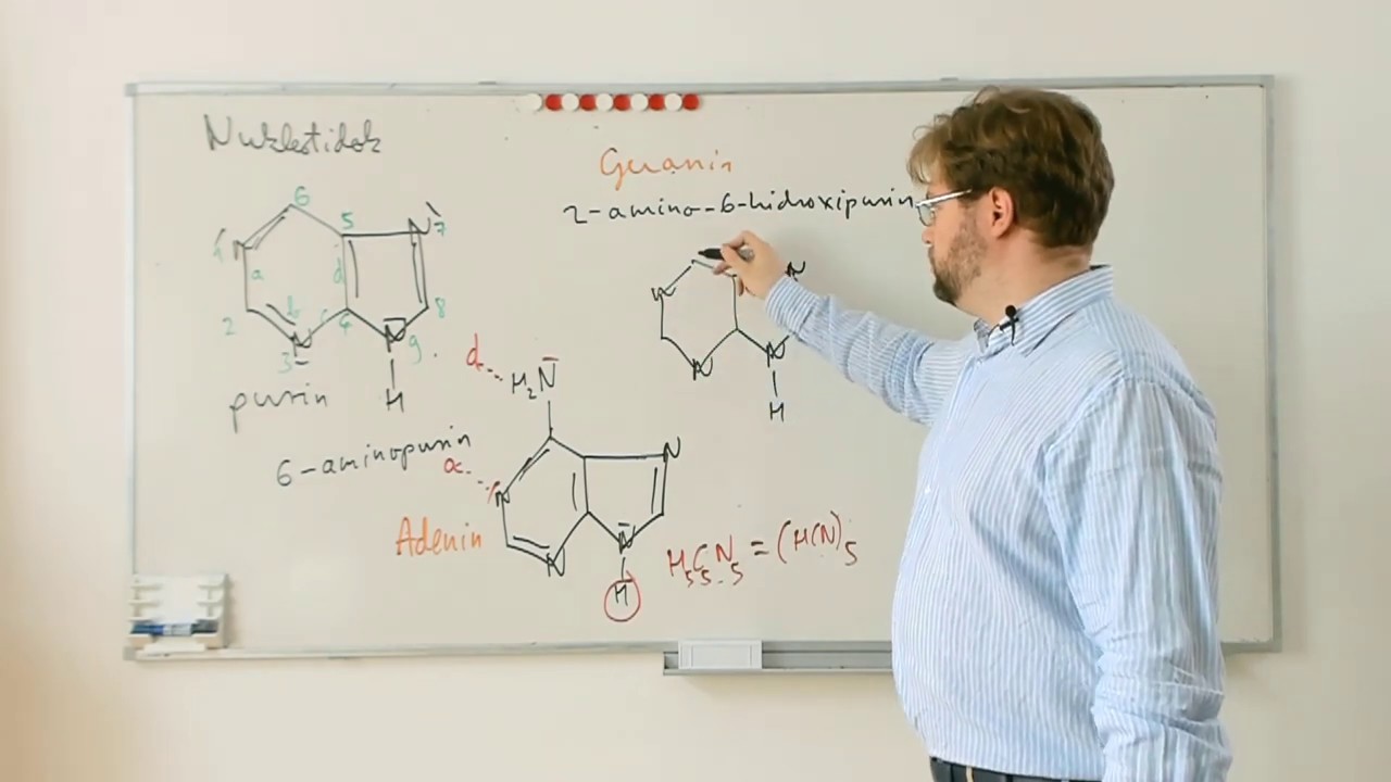 Szerves K&eacute;mia 066 Purin b&aacute;zisok