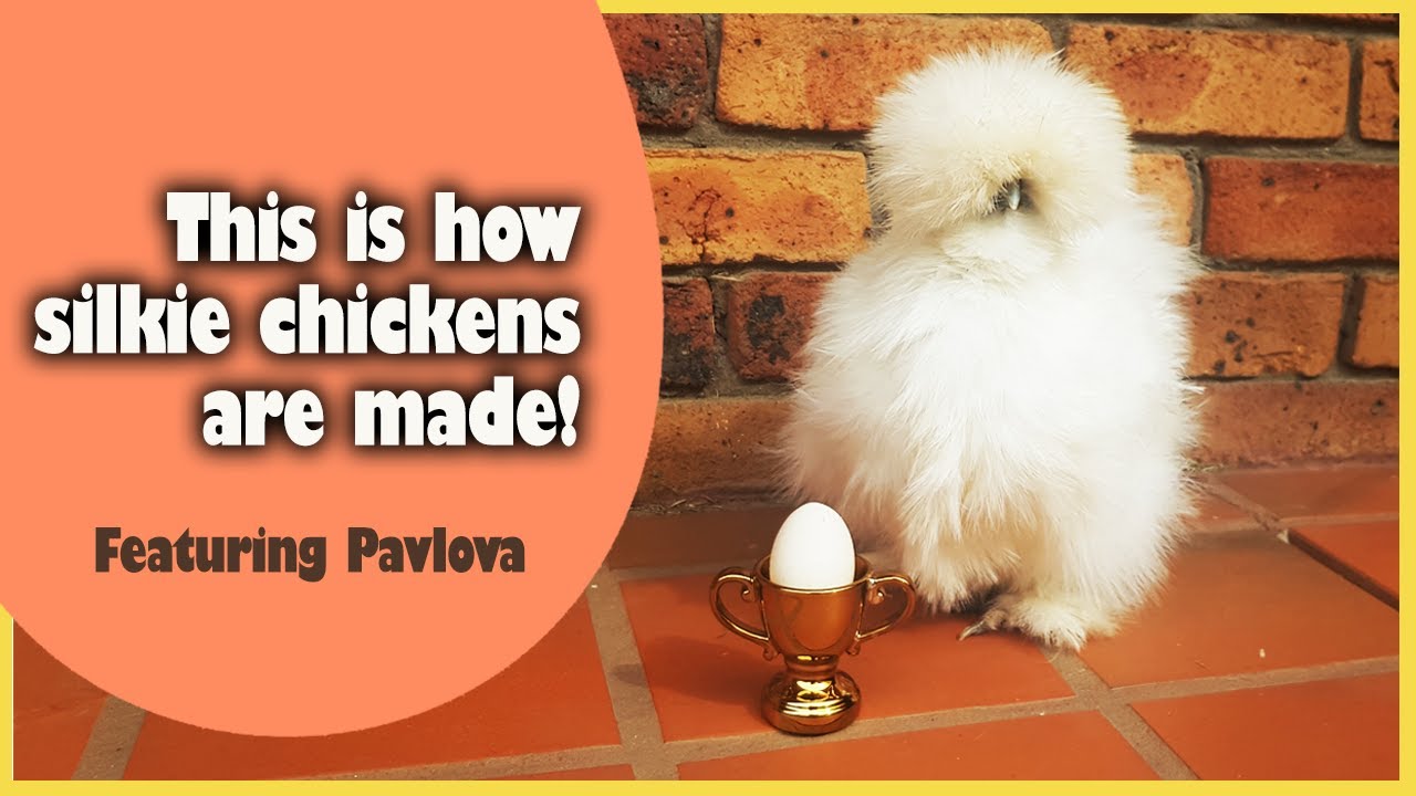 This is how bearded #silkie #chickens are #hatched 🥚