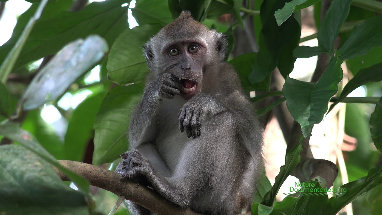 Long-tailed Macaques (Macaca fascicularis) of Singapore