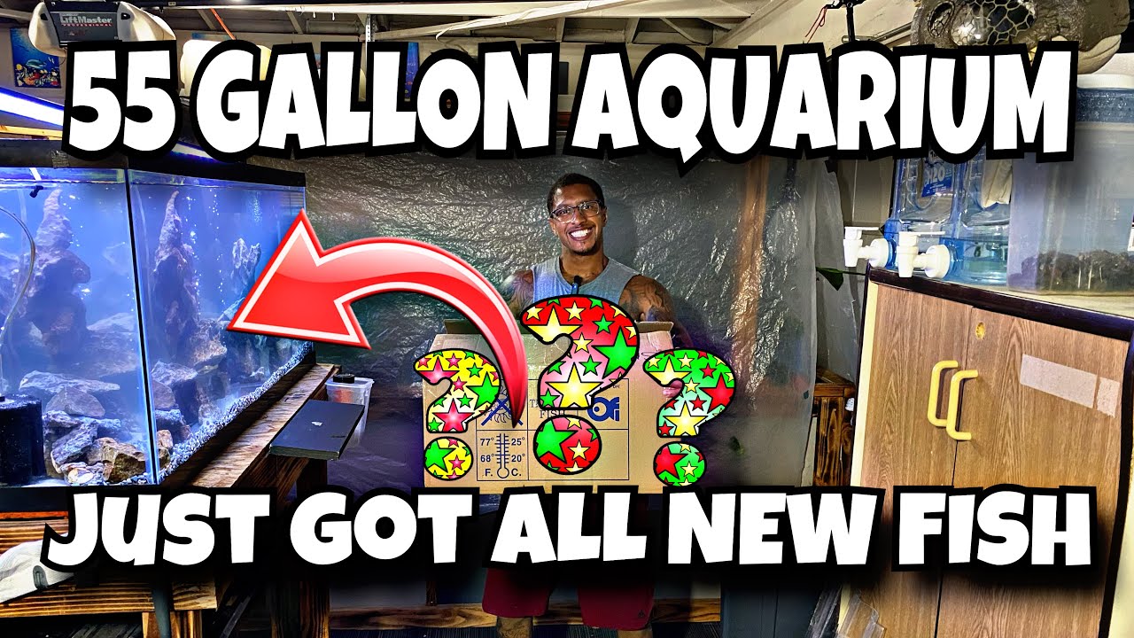 55 GALLON AQUARIUM JUST GOT ALL NEW FISH