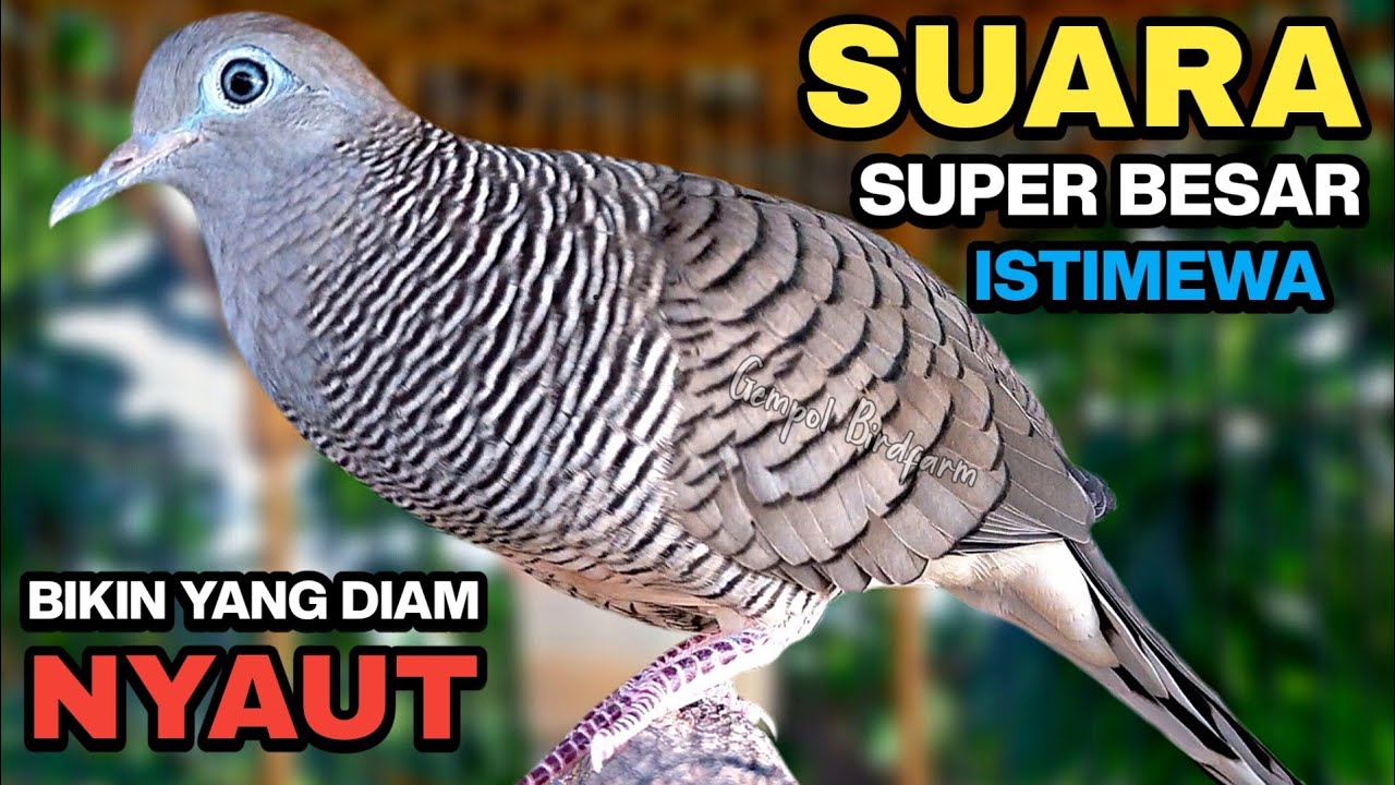 Perkutut Lokal Gacor Suara Kung Besar Pancingan Burung Perkutut Agar Bunyi.