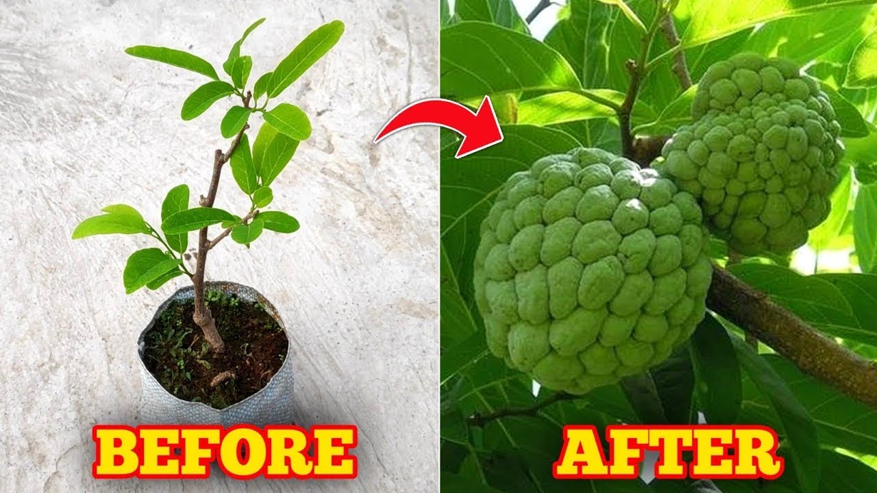 Propagate super fast root custard apple with fruit stalks and dried onions