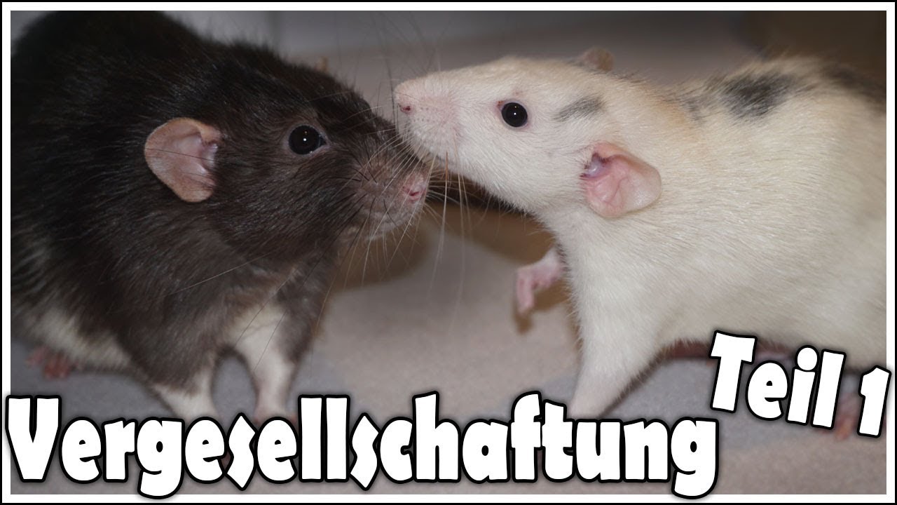 Ratten Vergesellschaftung Teil 1 | Tag 1-3 neutraler kleiner Raum