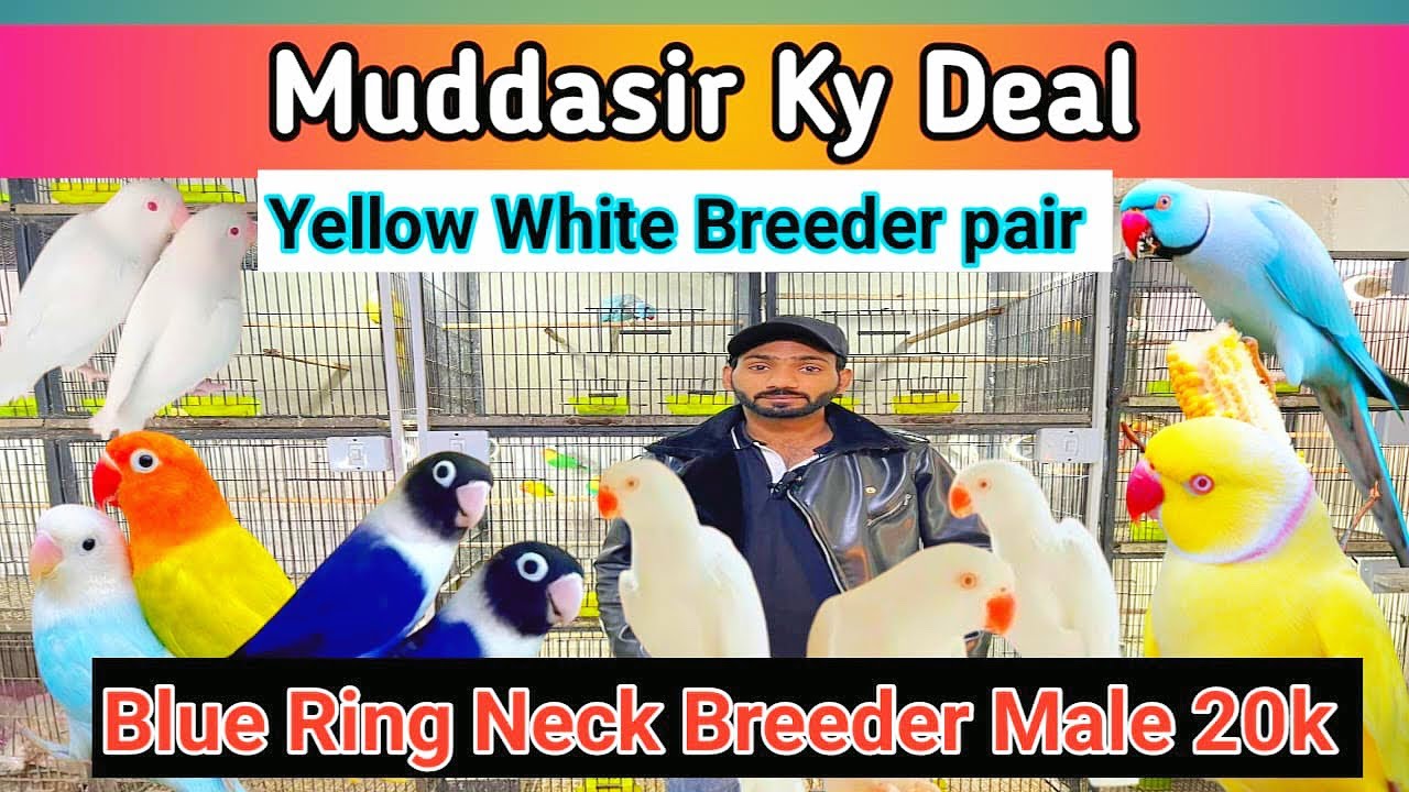 Blue Ring Neck Breeder Male 20k 😍 ll All birds Pr lg gy deal ❤️ ll Muddasir Birds Shop 
