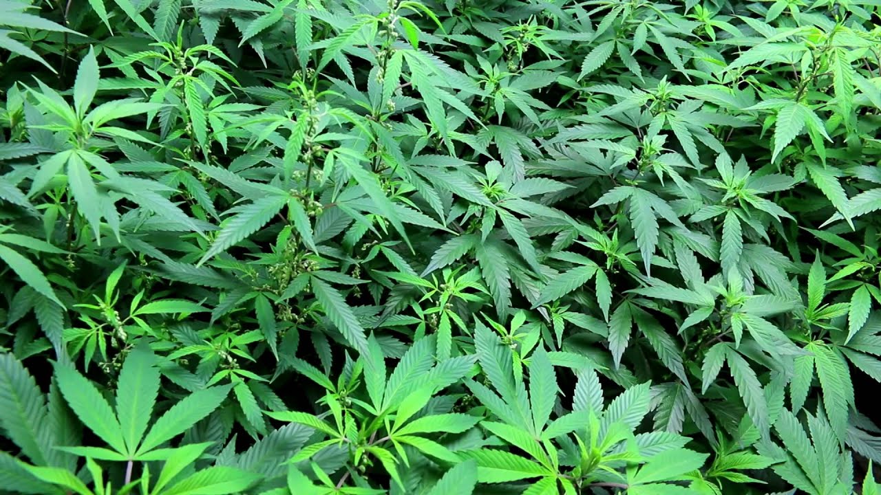 Cannabis Flowering In Vegetative Photoperiod (Breeding Observations) - Dominatrix Genetics 2016