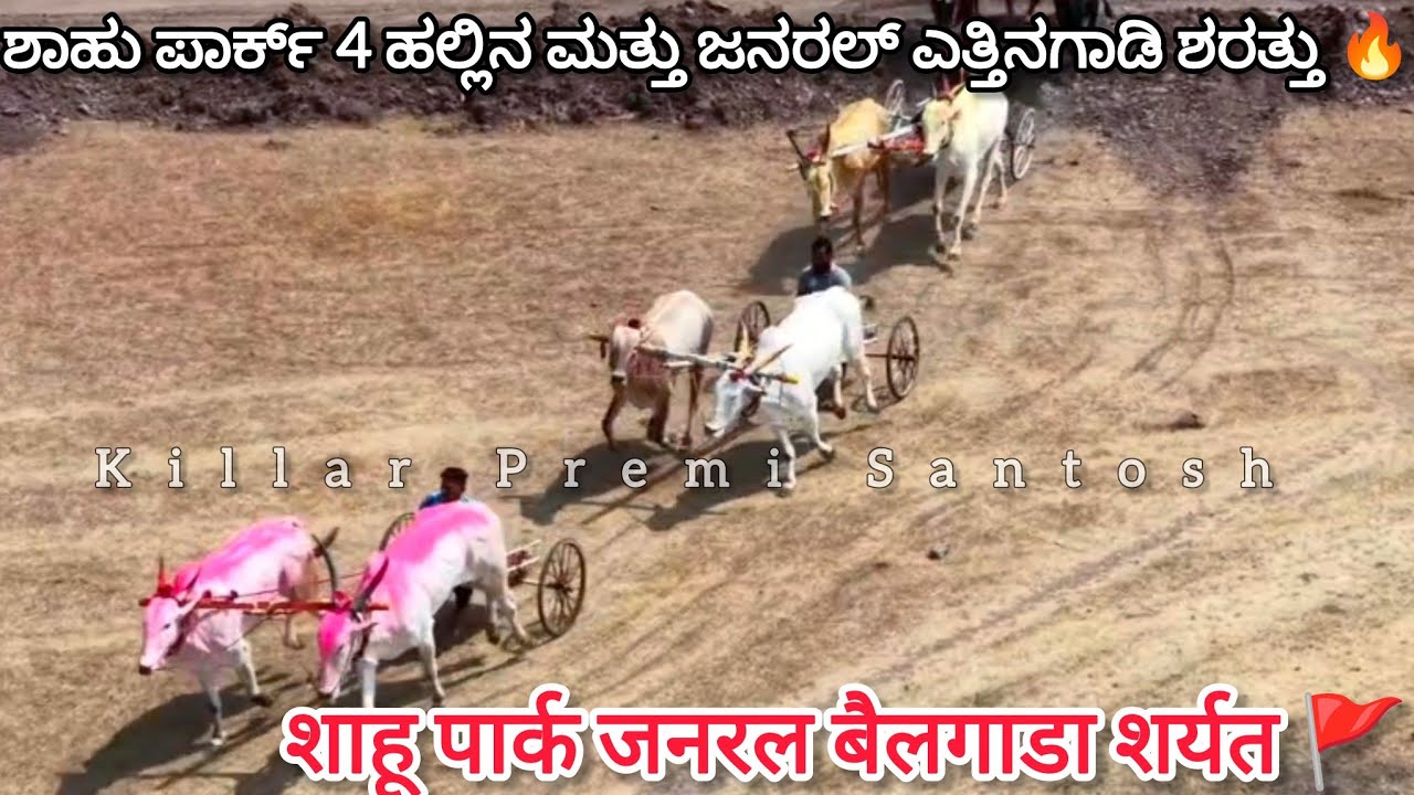 ಶಾಹು ಪಾರ್ಕ್ 4 ಹಲ್ಲಿನ ಮತ್ತು ಜನರಲ್ ಎತ್ತಿನಗಾಡಿ ಶರತ್ತು || शाहू पार्क जनरल बैलगाडा शर्यत 🔥🚩#drone #nada 