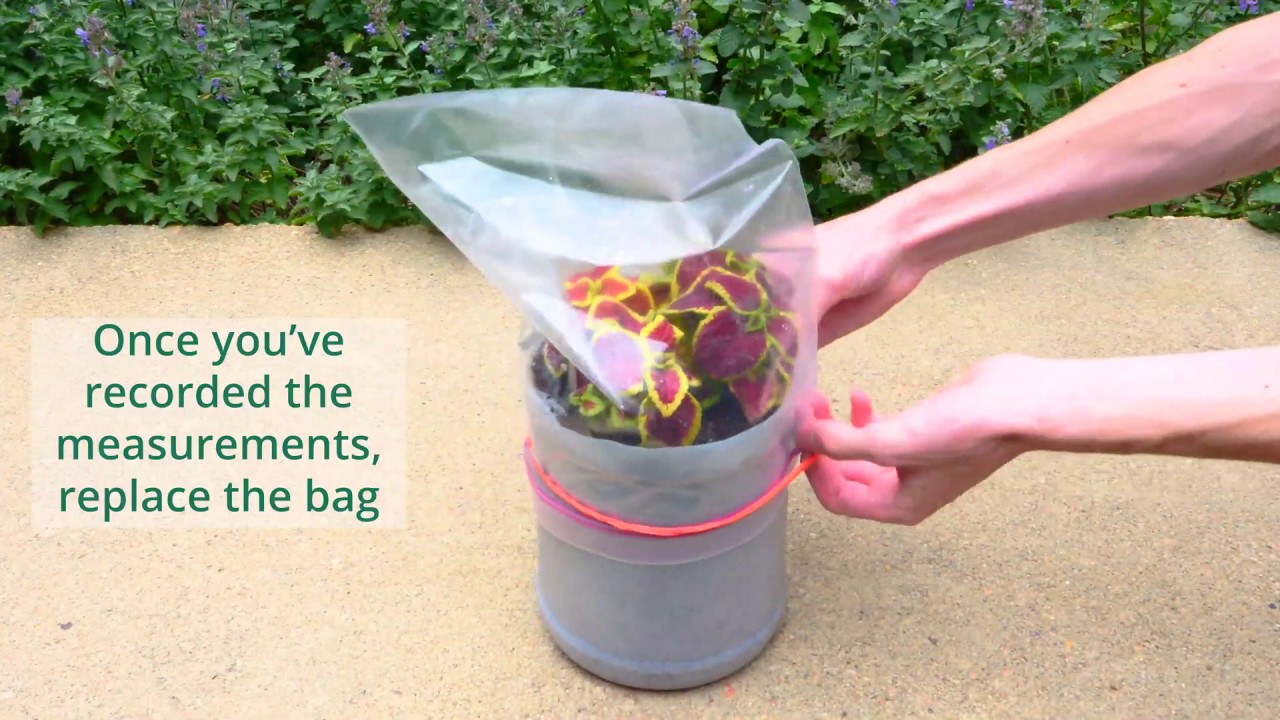 Just Breathe Green: Measuring Transpiration Rates