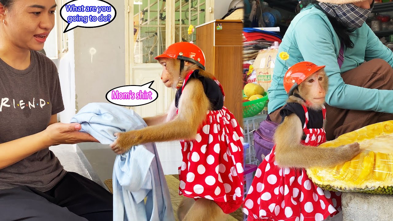 Monkey Lyly tried to sit in her mother's pocket and went to the market to buy fruit.
