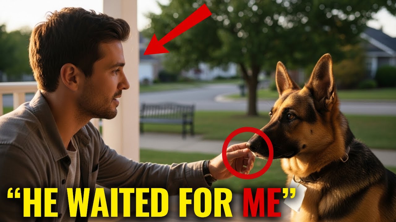 Stray Pup Shows Up With a Note on Its Collar — The Message Shocks Everyone