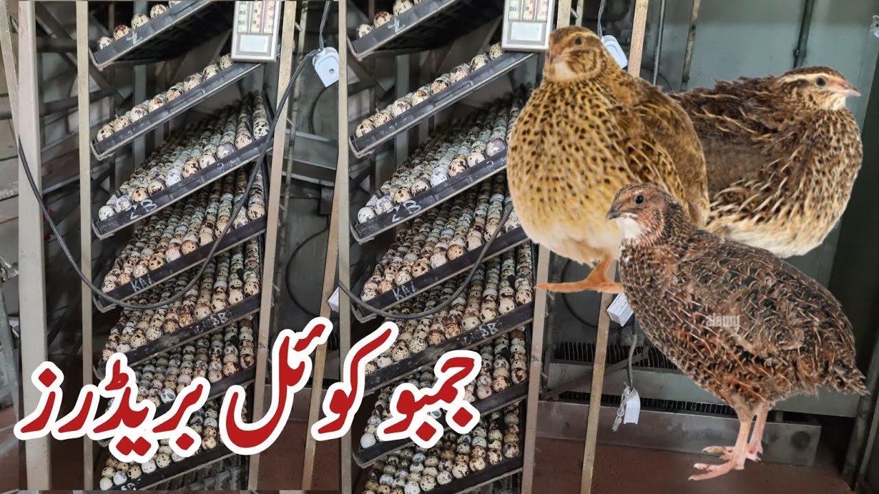 jumbo Bater kaise tayyar hota h | jumbo breeders| jumbo vs standard quail farming|