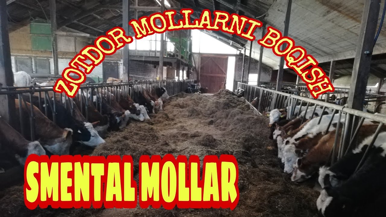 SMMENTAL ZOTDOR MOLLARNI BOQISH VA TANLASH. #germaniya #ferma #eluz#uzabzor  #molboqish