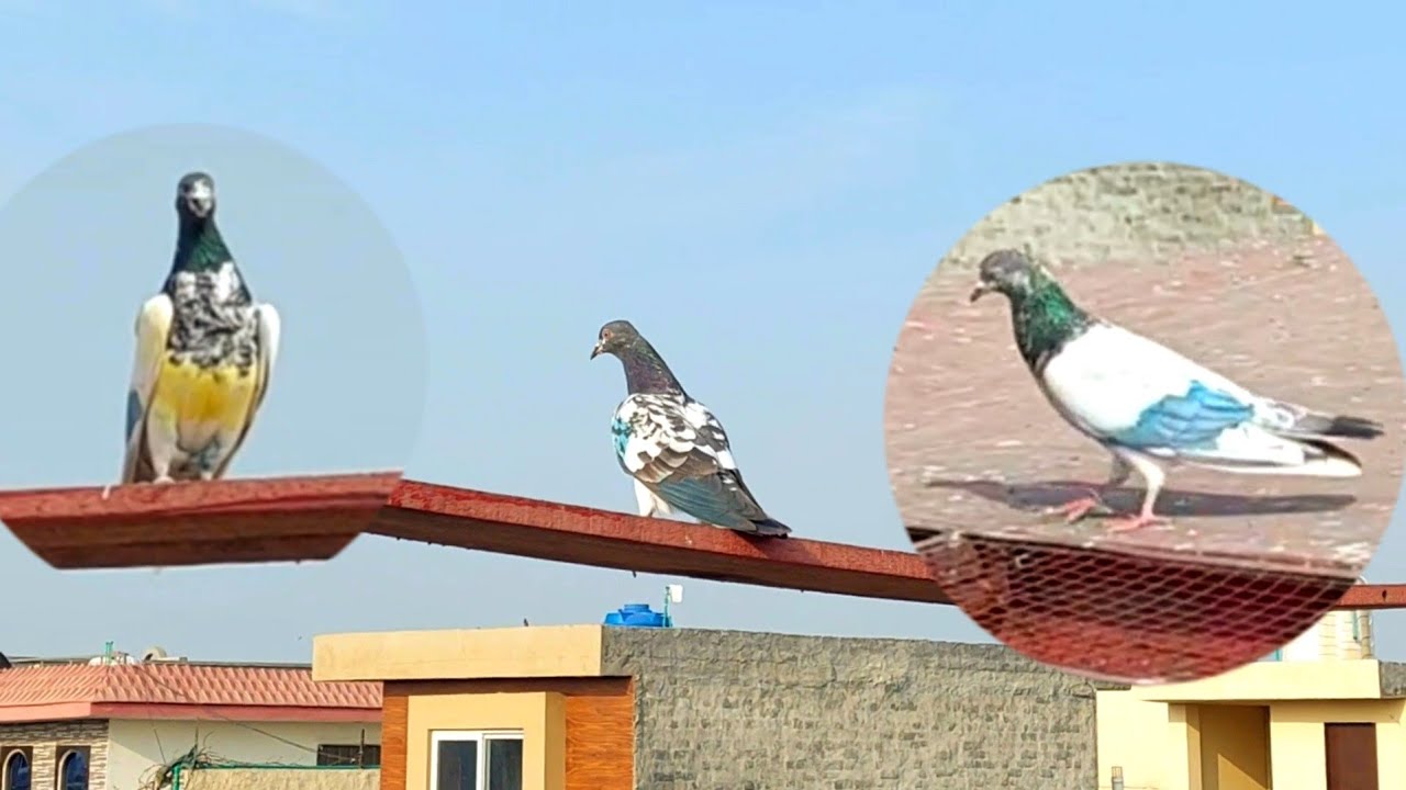 Aaj Nar Kabootar Ko Uraya | Parwazi Season2023 | Hashim Mahmood Pigeons