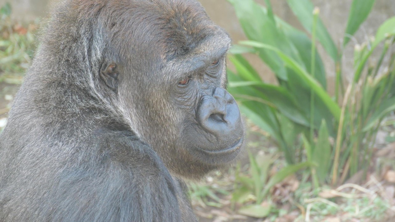 これが千葉の動物福祉だ！可哀そうなモモカちゃん　千葉市動物公園　チンパンジー　ゴリラ　202602