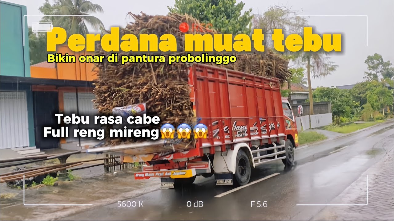 PERDANA muat tebu di musim hujan 2025 