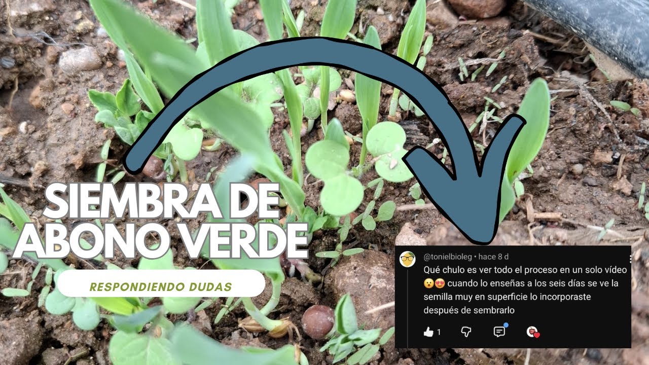Siembra de Abono verde (respondo dudas)