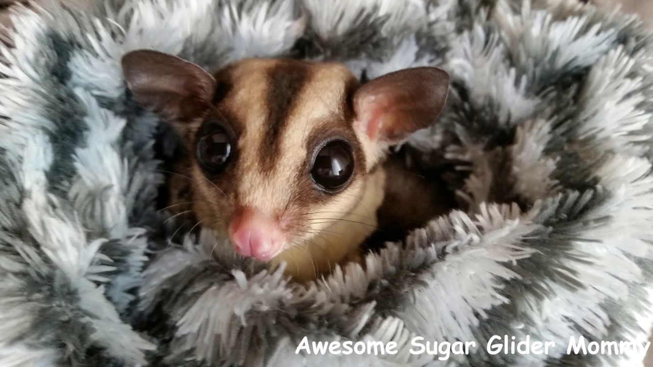 Sugar Gliders: Things You Need To Know