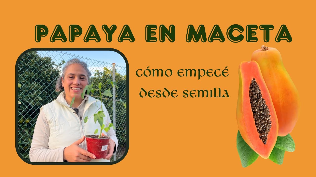 Cultiva tu propia planta de papaya en maceta: empezando desde la semilla 🏝mi pequeño paraiso