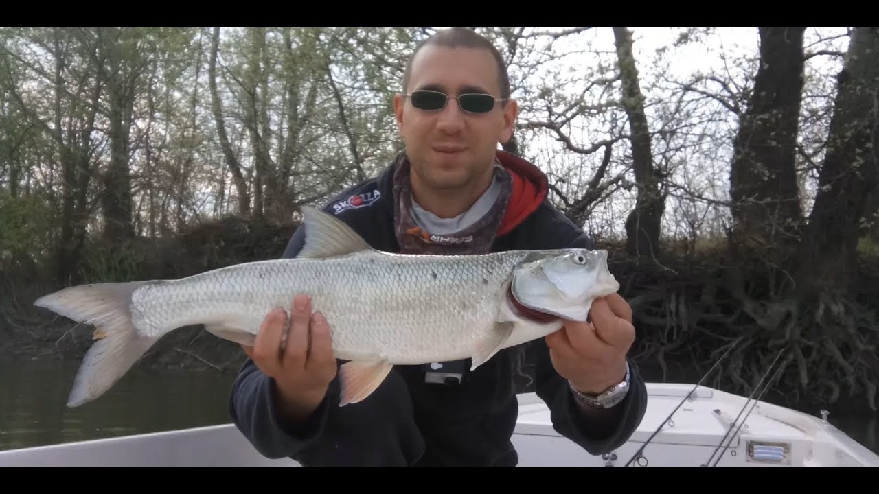 Dunav VS Jezero Backi Jarak