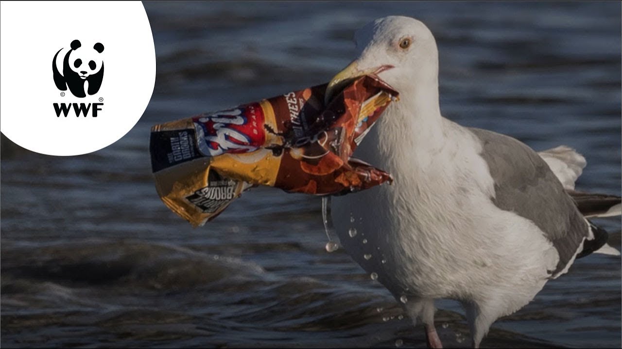 De gevaren van plastic - met schrikbarende feiten en cijfers
