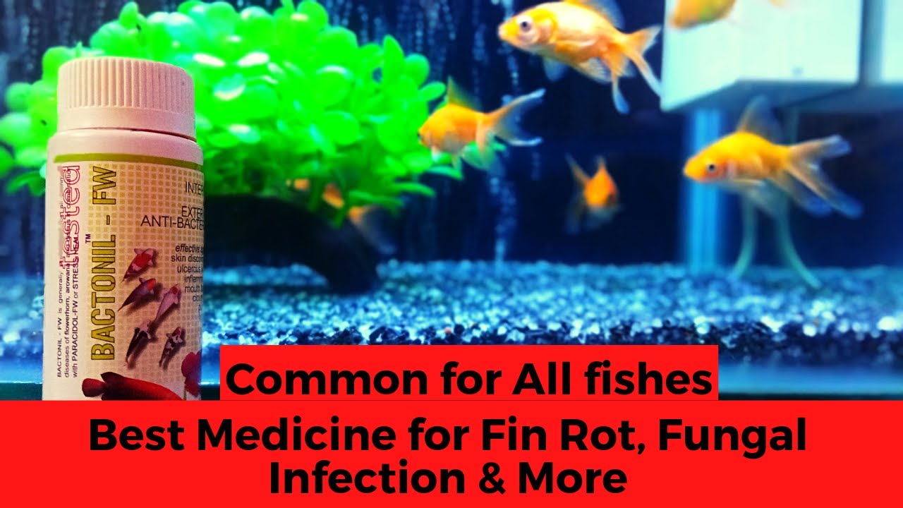 Best Medicine for Fin Rot & Fungal Infection for all Fishes