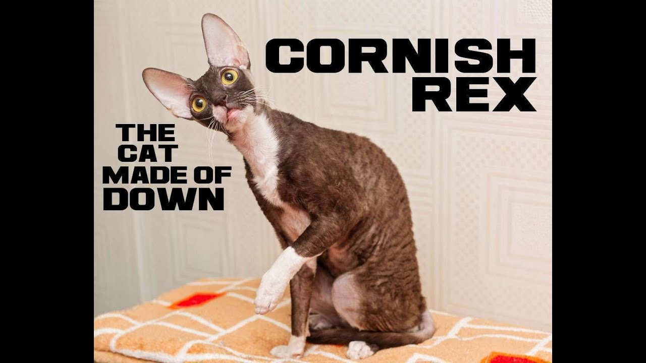 10 Cornish Rex Facts - The Cat Made of Down - Animal a Day C Week