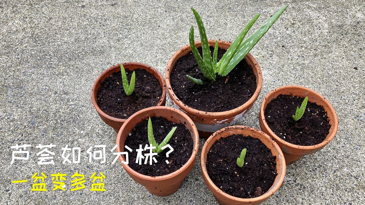 一盆变五盆，芦荟如何分株移植？/ 一盆變五盆，蘆薈如何分株移植？